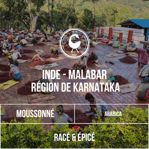 Café Inde – Malabar – Arabica moussonné